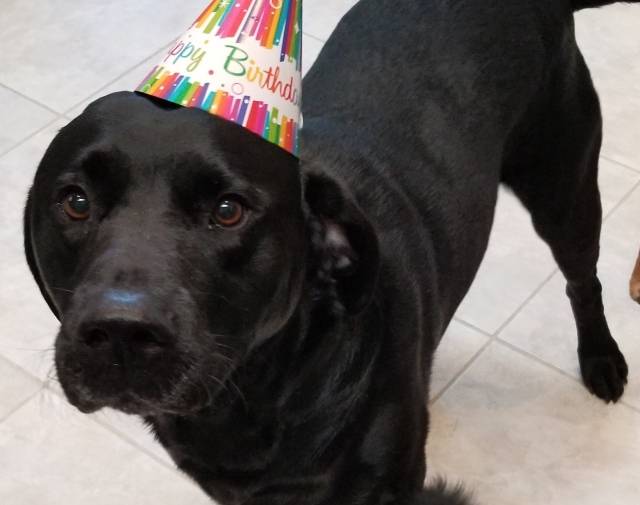 Shamus Morrill's Online Pet Memorial Morris Animal Foundation